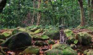 Destinasi Wisata Cirebon Hutan Plangon