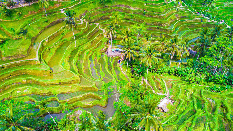 Ubud Kota Terbaik di Dunia