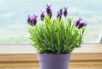 Beberapa tanaman terbukti dapat membuat tidur seseorang menjadi lebih cepat dan nyenyak. (Foto: smartgardenguide.com)