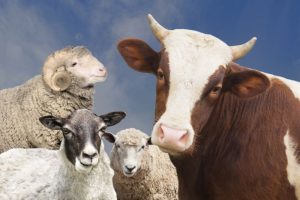 Kurban secara online menjadi cara baru dalam menjalankan ibadah sehingga memunculkan pertanyaan bagaimana hukum pelaksanaannya.