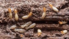 Sering dianggap sepele, tanda rayap di rumah bisa muncul tanpa disadari, jadi kenali ciri-cirinya dan cara mengatasinya sebelum terlambat. (Foto: Dreamstime/Chaiyon021)