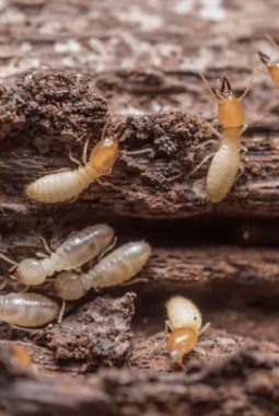 Jangan Terlambat! Kenali 4 Tanda Rayap Ada di Rumah dan Cara Mengatasinya