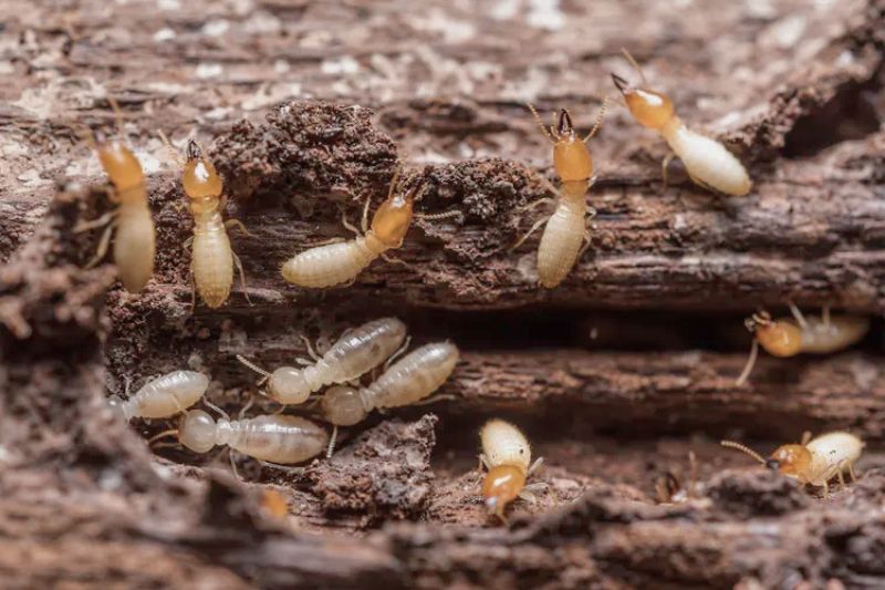 Sering dianggap sepele, tanda rayap di rumah bisa muncul tanpa disadari, jadi kenali ciri-cirinya dan cara mengatasinya sebelum terlambat. (Foto: Dreamstime/Chaiyon021)